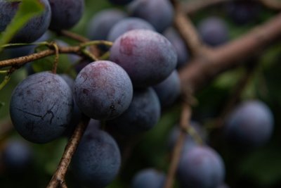 Ez tempó! Szatmárban 10 másodperc alatt kopasztanak meg egy szilvafát