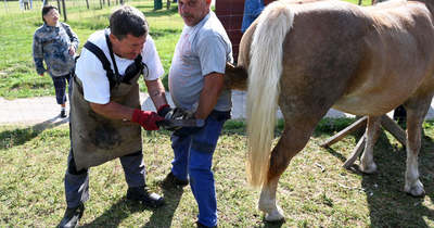 Egy jó patkolókovács állatorvos és manikűrös is egyben