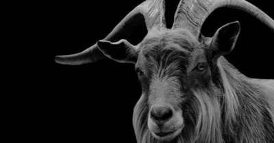 Sokkoló fotók: törött nyakkal bukkantak rá egy kecskére – az összes vérét kiszívták