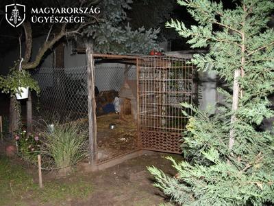 Fél karját amputálni kellett a tázlári asszonynak, akire rátámadt egy megvadult kutya