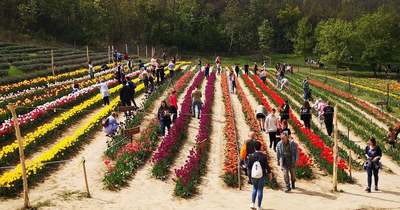 50 ezer nárcisz és félmillió tulipán színesíti a tavaszi virágszüretet Kőröshegyen