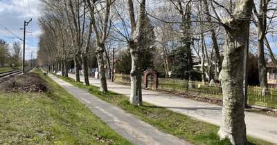 Nem lesz parkoló a platánok között Bogláron