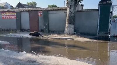 Hattyúk és hód a belvárosban, elsodort házak: videón a gátrobbanás pusztítása