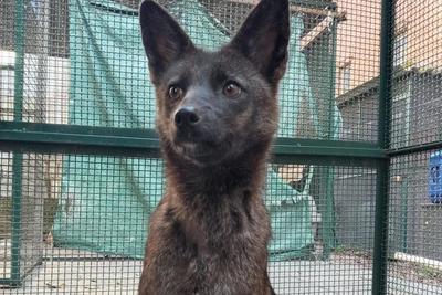 Íme Dogxim, a világ első ismert kutya-róka hibridje - aranyos genetikai furcsaság