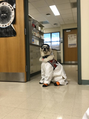 Imádja az internet a kutyát, aki védőöltözetben kíséri gazdáját a laborba