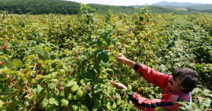 Orbán Viktor a hazai termékek vásárlására buzdít + videó