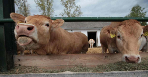 Nem az ehető rovar és a lombikhús a magyar élelmiszeripar jövője