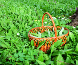 Medvehagyma: minden amit a biztosnágos gyűjtésről tudni kell - videóval!