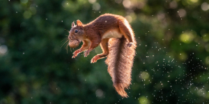 A szupercuki erdei mókusok a te arcodra is mosolyt csalnak