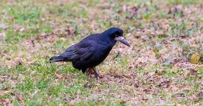 Ellepik a a varjak a Balaton-parti településeket