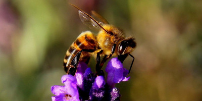 Érettségizz a SuliLife-fal! Minden a biológiaérettségihez egy helyen!