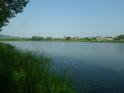 Világszinten is különösen ritka algafaj jelent meg a hazai vizekben