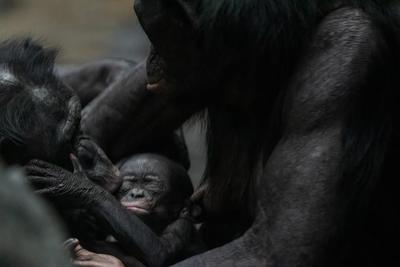 Ez az emberszabású pont úgy szereti az unokáját, mint egy igazi nagyi