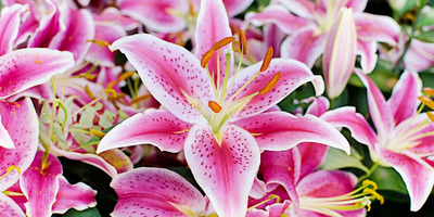 Öt hétköznapi növény, amikről nem is sejtenéd, de akár meg is ölhetnek