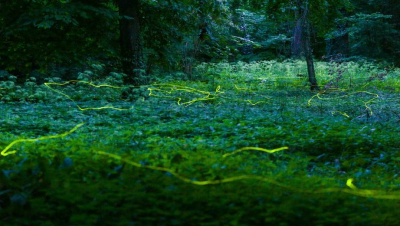 „Éjjeltündöklők” – szentjánosbogár-rajzás az arborétumban (x)